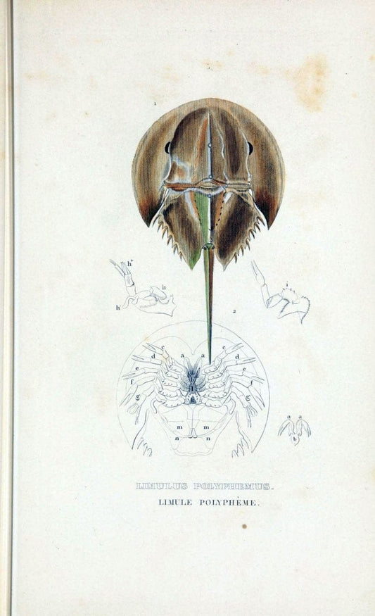 Dictionnaire classique des sciences naturelles :.Brussels :Meline, Cans et Ce.,1853.  | Dictionaries "Natural history" "Cornell University Library" | Vintage Print Reproduction 469199