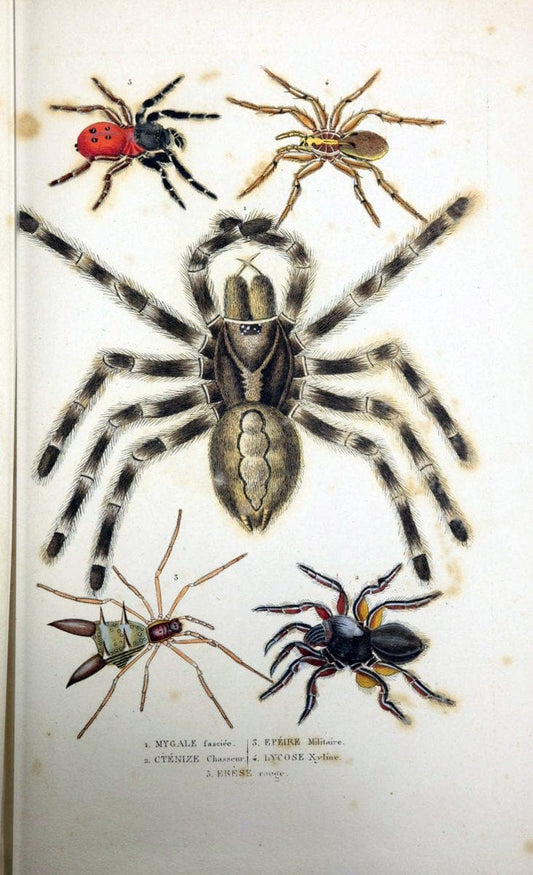 Dictionnaire classique des sciences naturelles :.Brussels :Meline, Cans et Ce.,1853.  | Dictionaries "Natural history" "Cornell University Library" | Vintage Print Reproduction 469200