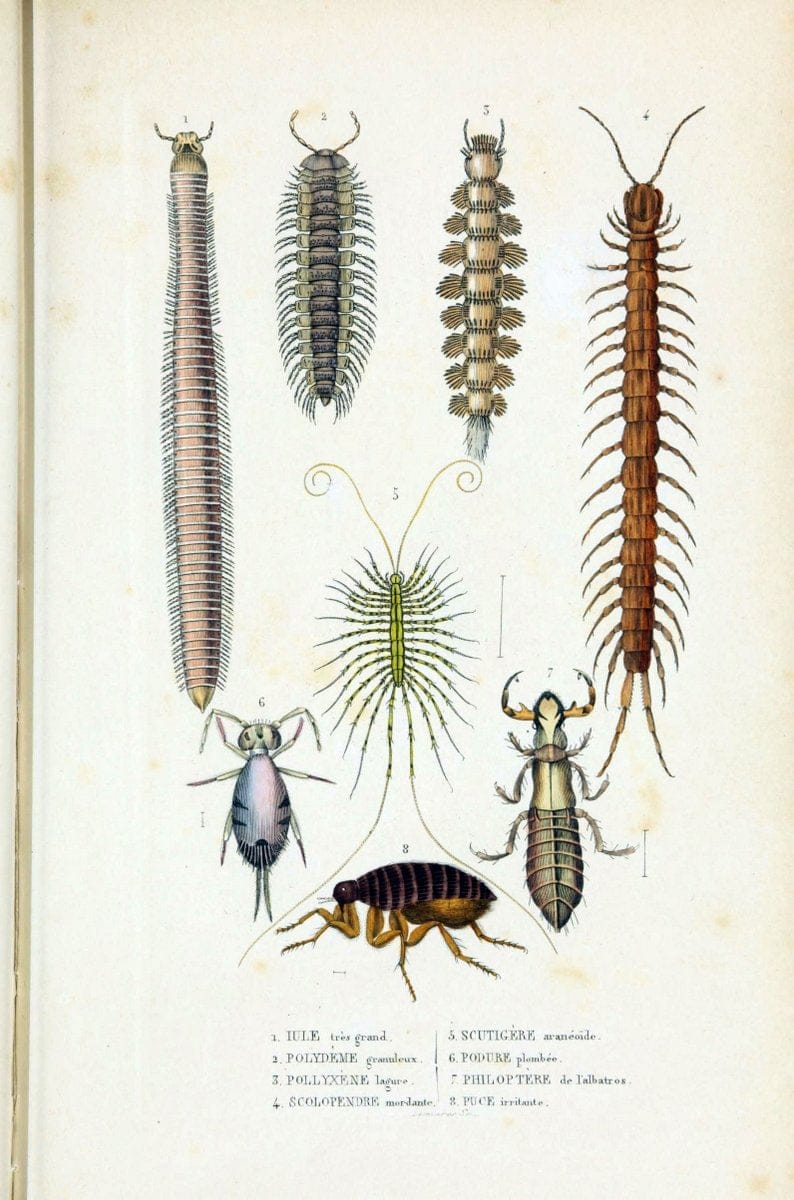 Dictionnaire classique des sciences naturelles :.Brussels :Meline, Cans et Ce.,1853.  | Dictionaries "Natural history" "Cornell University Library" | Vintage Print Reproduction 469202