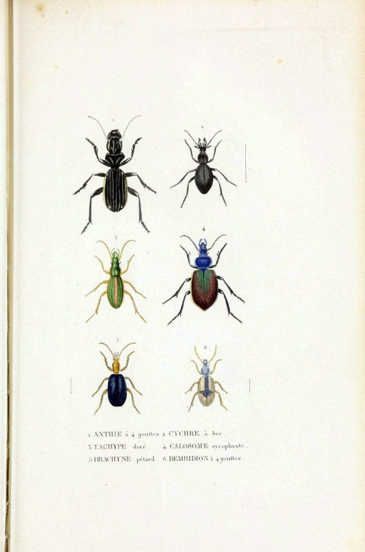 Dictionnaire classique des sciences naturelles :.Brussels :Meline, Cans et Ce.,1853.  | Dictionaries "Natural history" "Cornell University Library" | Vintage Print Reproduction 469203