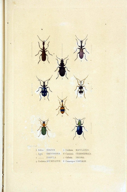 Dictionnaire classique des sciences naturelles :.Brussels :Meline, Cans et Ce.,1853.  | Dictionaries "Natural history" "Cornell University Library" | Vintage Print Reproduction 469204