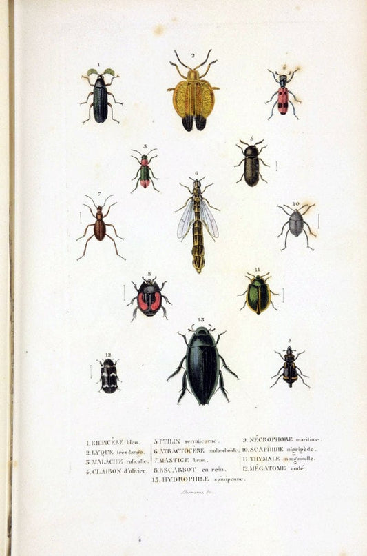 Dictionnaire classique des sciences naturelles :.Brussels :Meline, Cans et Ce.,1853.  | Dictionaries "Natural history" "Cornell University Library" | Vintage Print Reproduction 469206