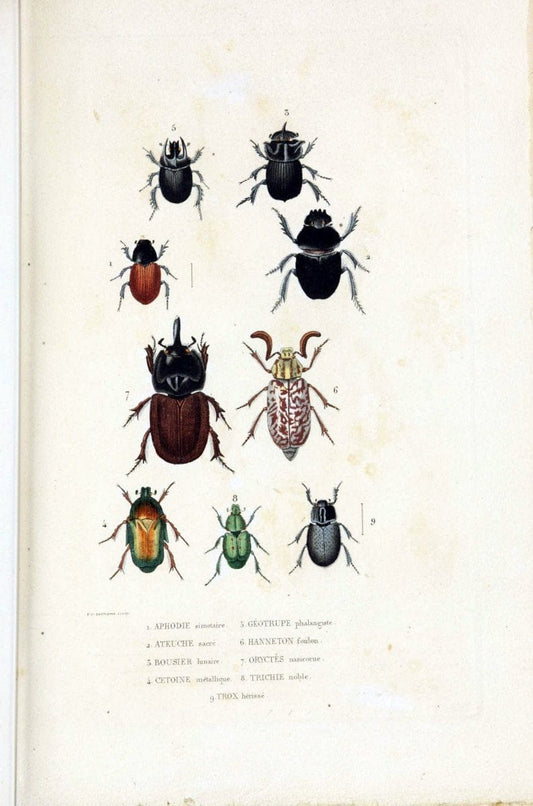 Dictionnaire classique des sciences naturelles :.Brussels :Meline, Cans et Ce.,1853.  | Dictionaries "Natural history" "Cornell University Library" | Vintage Print Reproduction 469207
