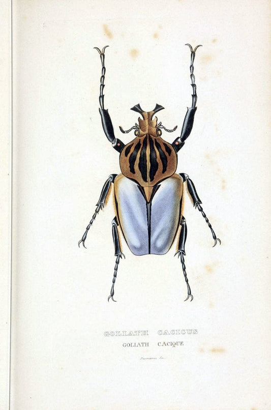 Dictionnaire classique des sciences naturelles :.Brussels :Meline, Cans et Ce.,1853.  | Dictionaries "Natural history" "Cornell University Library" | Vintage Print Reproduction 469208