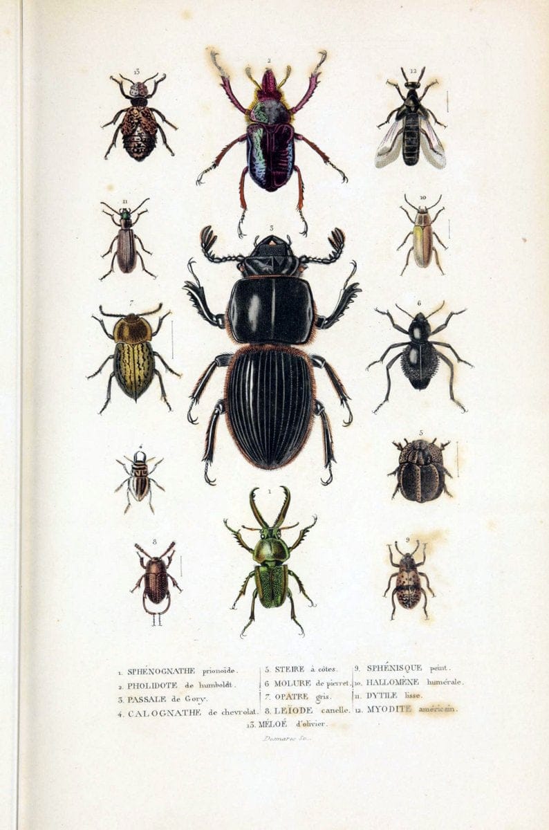 Dictionnaire classique des sciences naturelles :.Brussels :Meline, Cans et Ce.,1853.  | Dictionaries "Natural history" "Cornell University Library" | Vintage Print Reproduction 469209