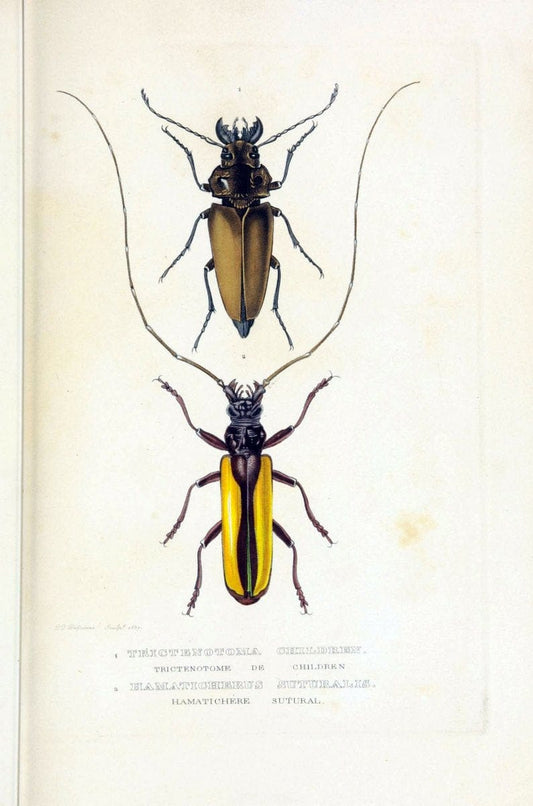 Dictionnaire classique des sciences naturelles :.Brussels :Meline, Cans et Ce.,1853.  | Dictionaries "Natural history" "Cornell University Library" | Vintage Print Reproduction 469211