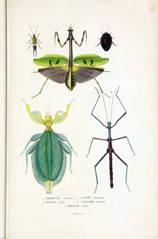 Dictionnaire classique des sciences naturelles :.Brussels :Meline, Cans et Ce.,1853.  | Dictionaries "Natural history" "Cornell University Library" | Vintage Print Reproduction 469215
