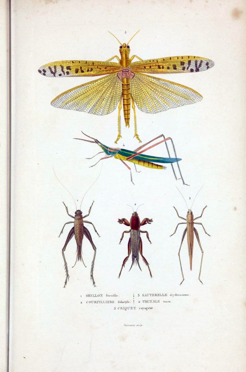 Dictionnaire classique des sciences naturelles :.Brussels :Meline, Cans et Ce.,1853.  | Dictionaries "Natural history" "Cornell University Library" | Vintage Print Reproduction 469216