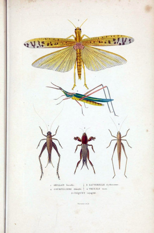 Dictionnaire classique des sciences naturelles :.Brussels :Meline, Cans et Ce.,1853.  | Dictionaries "Natural history" "Cornell University Library" | Vintage Print Reproduction 469216