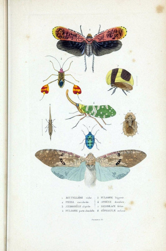 Dictionnaire classique des sciences naturelles :.Brussels :Meline, Cans et Ce.,1853.  | Dictionaries "Natural history" "Cornell University Library" | Vintage Print Reproduction 469217