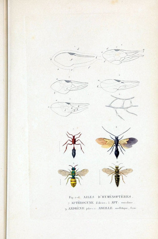 Dictionnaire classique des sciences naturelles :.Brussels :Meline, Cans et Ce.,1853.  | Dictionaries "Natural history" "Cornell University Library" | Vintage Print Reproduction 469220