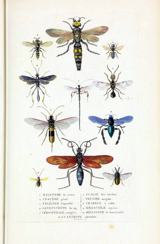Dictionnaire classique des sciences naturelles :.Brussels :Meline, Cans et Ce.,1853.  | Dictionaries "Natural history" "Cornell University Library" | Vintage Print Reproduction 469221
