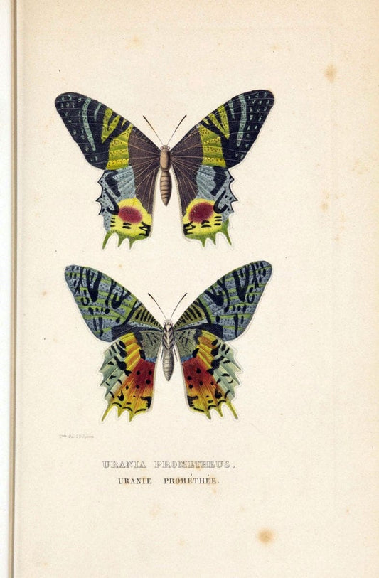 Dictionnaire classique des sciences naturelles :.Brussels :Meline, Cans et Ce.,1853.  | Dictionaries "Natural history" "Cornell University Library" | Vintage Print Reproduction 469222