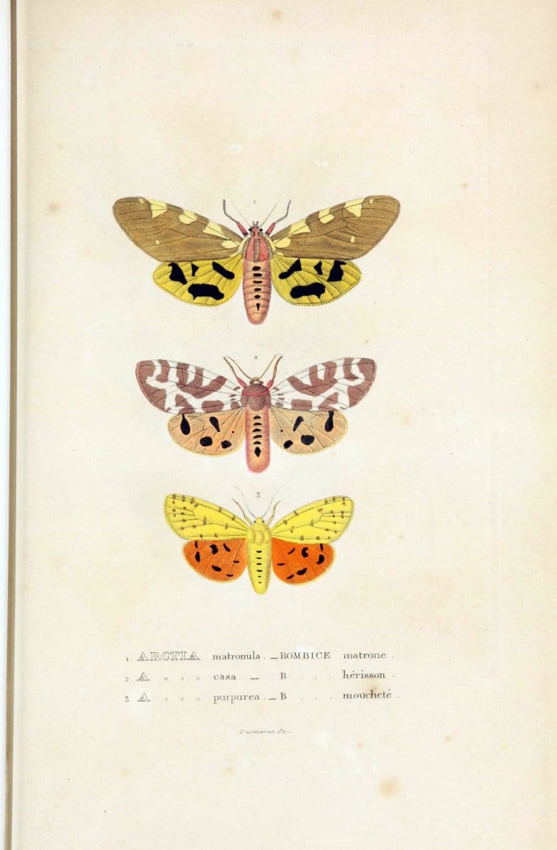 Dictionnaire classique des sciences naturelles :.Brussels :Meline, Cans et Ce.,1853.  | Dictionaries "Natural history" "Cornell University Library" | Vintage Print Reproduction 469224