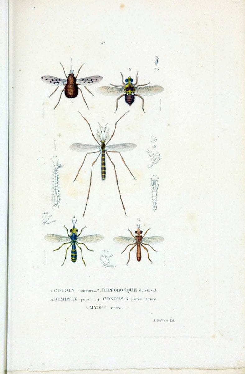 Dictionnaire classique des sciences naturelles :.Brussels :Meline, Cans et Ce.,1853.  | Dictionaries "Natural history" "Cornell University Library" | Vintage Print Reproduction 469226