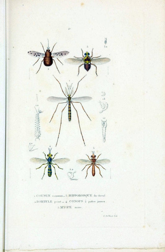 Dictionnaire classique des sciences naturelles :.Brussels :Meline, Cans et Ce.,1853.  | Dictionaries "Natural history" "Cornell University Library" | Vintage Print Reproduction 469226