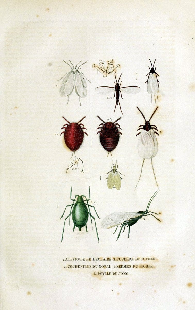 Dictionnaire classique des sciences naturelles :.Brussels :Meline, Cans et Ce.,1853.  | Dictionaries "Natural history"  | Vintage Print Reproduction 469227