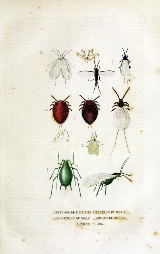 Dictionnaire classique des sciences naturelles :.Brussels :Meline, Cans et Ce.,1853.  | Dictionaries "Natural history"  | Vintage Print Reproduction 469227