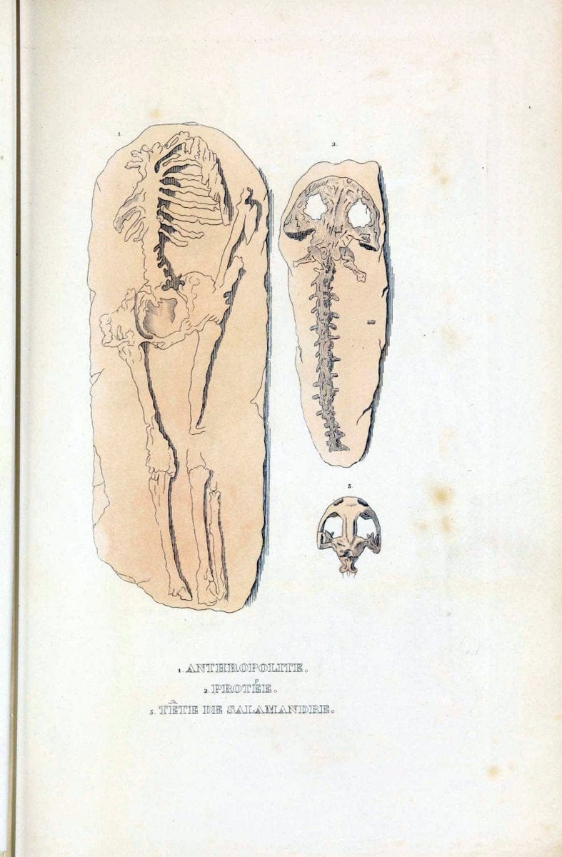 Dictionnaire classique des sciences naturelles :.Brussels :Meline, Cans et Ce.,1853.  | Dictionaries "Natural history" "Cornell University Library" | Vintage Print Reproduction 469228