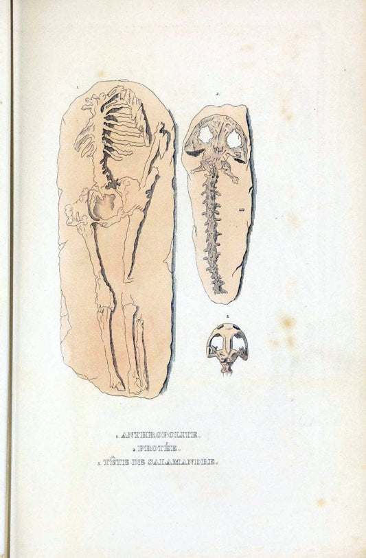 Dictionnaire classique des sciences naturelles :.Brussels :Meline, Cans et Ce.,1853.  | Dictionaries "Natural history" "Cornell University Library" | Vintage Print Reproduction 469228