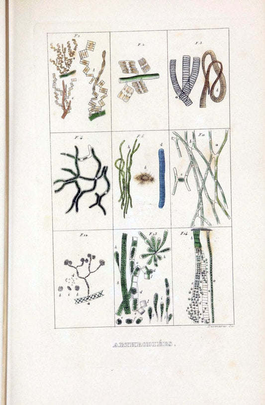 Dictionnaire classique des sciences naturelles :.Brussels :Meline, Cans et Ce.,1853.  | Dictionaries "Natural history" "Cornell University Library" | Vintage Print Reproduction 469229