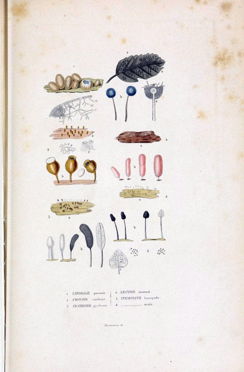 Dictionnaire classique des sciences naturelles :.Brussels :Meline, Cans et Ce.,1853.  | Dictionaries "Natural history" "Cornell University Library" | Vintage Print Reproduction 469232