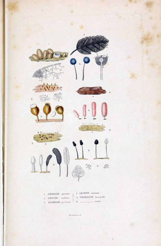 Dictionnaire classique des sciences naturelles :.Brussels :Meline, Cans et Ce.,1853.  | Dictionaries "Natural history" "Cornell University Library" | Vintage Print Reproduction 469232