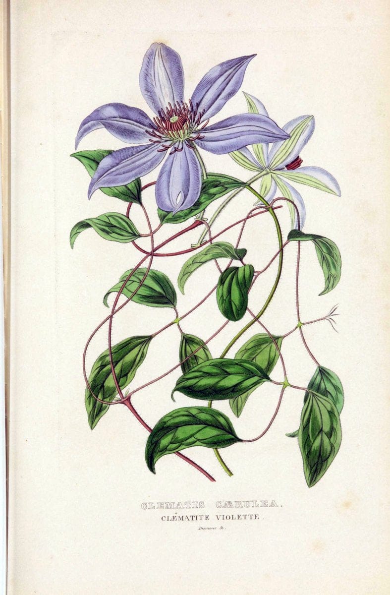 Dictionnaire classique des sciences naturelles :.Brussels :Meline, Cans et Ce.,1853.  | Dictionaries "Natural history" "Cornell University Library" | Vintage Print Reproduction 469237