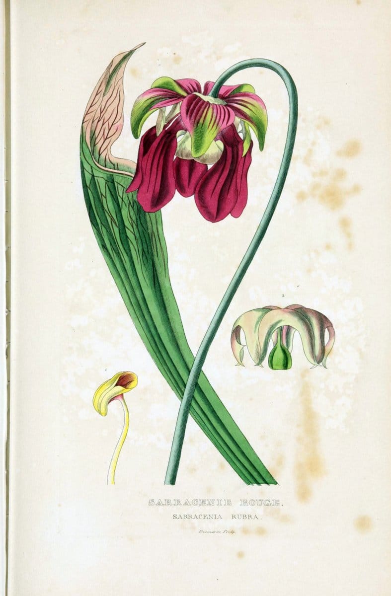 Dictionnaire classique des sciences naturelles :.Brussels :Meline, Cans et Ce.,1853.  | Dictionaries "Natural history" "Cornell University Library" | Vintage Print Reproduction 469240