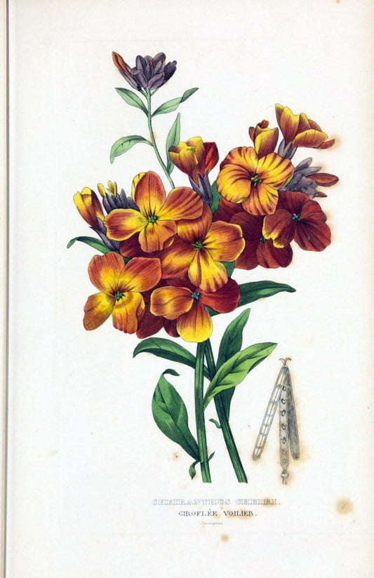 Dictionnaire classique des sciences naturelles :.Brussels :Meline, Cans et Ce.,1853.  | Dictionaries "Natural history" "Cornell University Library" | Vintage Print Reproduction 469241