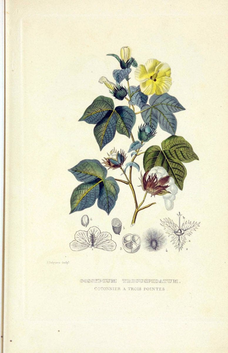 Dictionnaire classique des sciences naturelles :.Brussels :Meline, Cans et Ce.,1853.  | Dictionaries "Natural history" "Cornell University Library" | Vintage Print Reproduction 469245