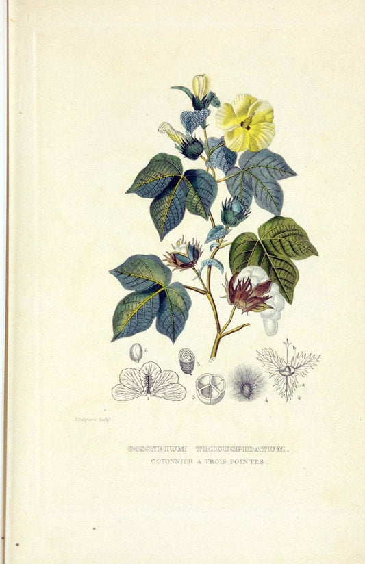 Dictionnaire classique des sciences naturelles :.Brussels :Meline, Cans et Ce.,1853.  | Dictionaries "Natural history" "Cornell University Library" | Vintage Print Reproduction 469245