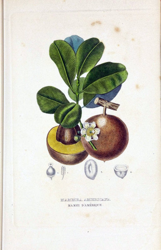 Dictionnaire classique des sciences naturelles :.Brussels :Meline, Cans et Ce.,1853.  | Dictionaries "Natural history" "Cornell University Library" | Vintage Print Reproduction 469248
