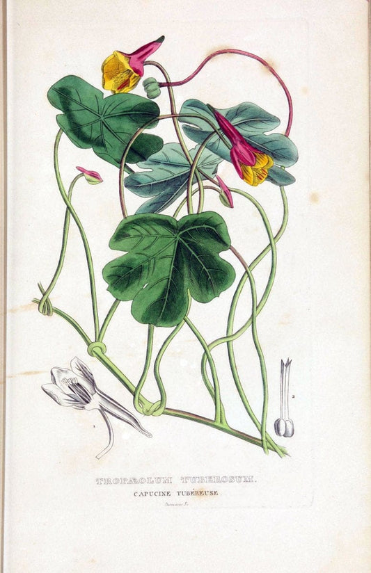 Dictionnaire classique des sciences naturelles :.Brussels :Meline, Cans et Ce.,1853.  | Dictionaries "Natural history" "Cornell University Library" | Vintage Print Reproduction 469249