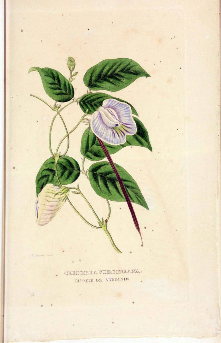 Dictionnaire classique des sciences naturelles :.Brussels :Meline, Cans et Ce.,1853.  | Dictionaries "Natural history" "Cornell University Library" | Vintage Print Reproduction 469251