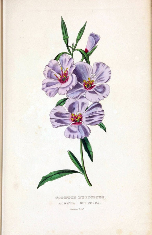 Dictionnaire classique des sciences naturelles :.Brussels :Meline, Cans et Ce.,1853.  | Dictionaries "Natural history" "Cornell University Library" | Vintage Print Reproduction 469255