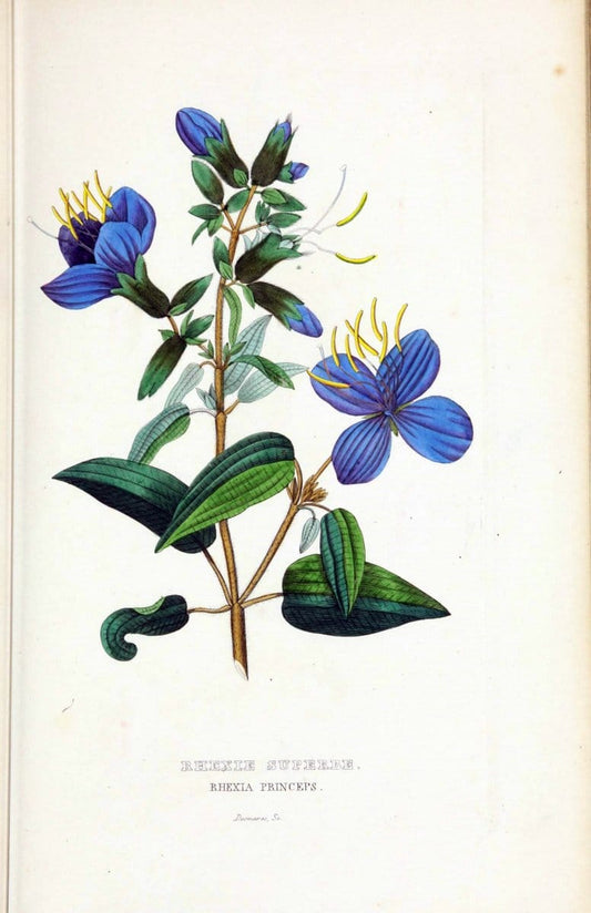 Dictionnaire classique des sciences naturelles :.Brussels :Meline, Cans et Ce.,1853.  | Dictionaries "Natural history" "Cornell University Library" | Vintage Print Reproduction 469257