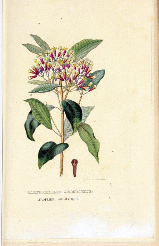 Dictionnaire classique des sciences naturelles :.Brussels :Meline, Cans et Ce.,1853.  | Dictionaries "Natural history" "Cornell University Library" | Vintage Print Reproduction 469259
