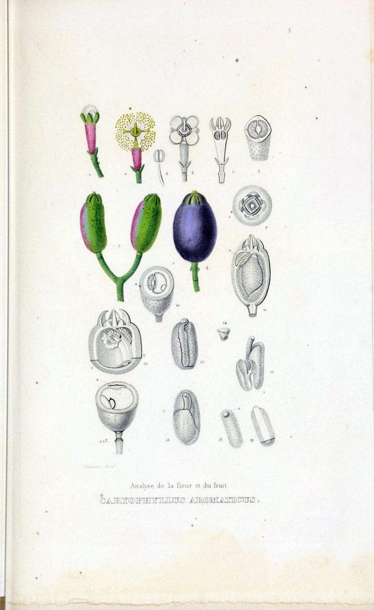 Dictionnaire classique des sciences naturelles :.Brussels :Meline, Cans et Ce.,1853.  | Dictionaries "Natural history" "Cornell University Library" | Vintage Print Reproduction 469260