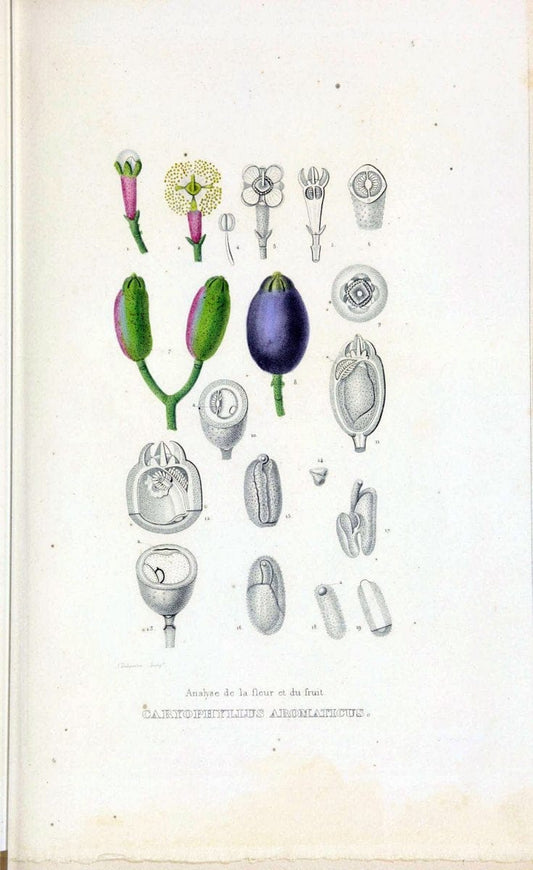 Dictionnaire classique des sciences naturelles :.Brussels :Meline, Cans et Ce.,1853.  | Dictionaries "Natural history" "Cornell University Library" | Vintage Print Reproduction 469260