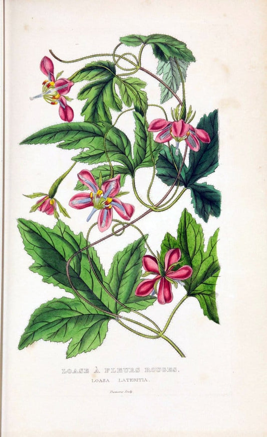 Dictionnaire classique des sciences naturelles :.Brussels :Meline, Cans et Ce.,1853.  | Dictionaries "Natural history" "Cornell University Library" | Vintage Print Reproduction 469261