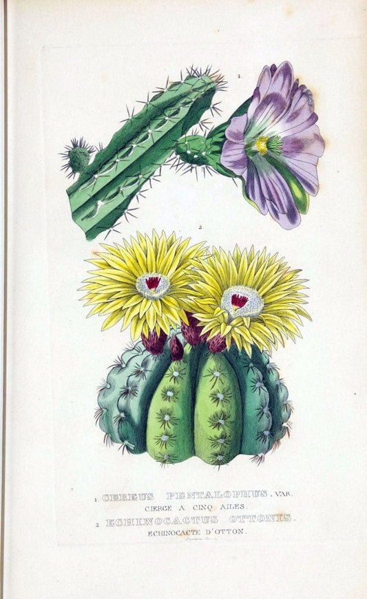 Dictionnaire classique des sciences naturelles :.Brussels :Meline, Cans et Ce.,1853.  | Dictionaries "Natural history" "Cornell University Library" | Vintage Print Reproduction 469263