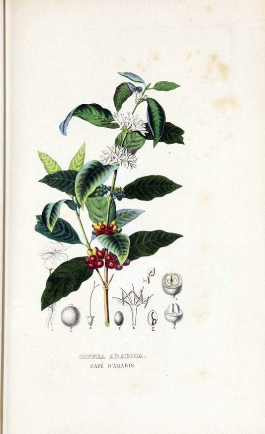 Dictionnaire classique des sciences naturelles :.Brussels :Meline, Cans et Ce.,1853.  | Dictionaries "Natural history" "Cornell University Library" | Vintage Print Reproduction 469264