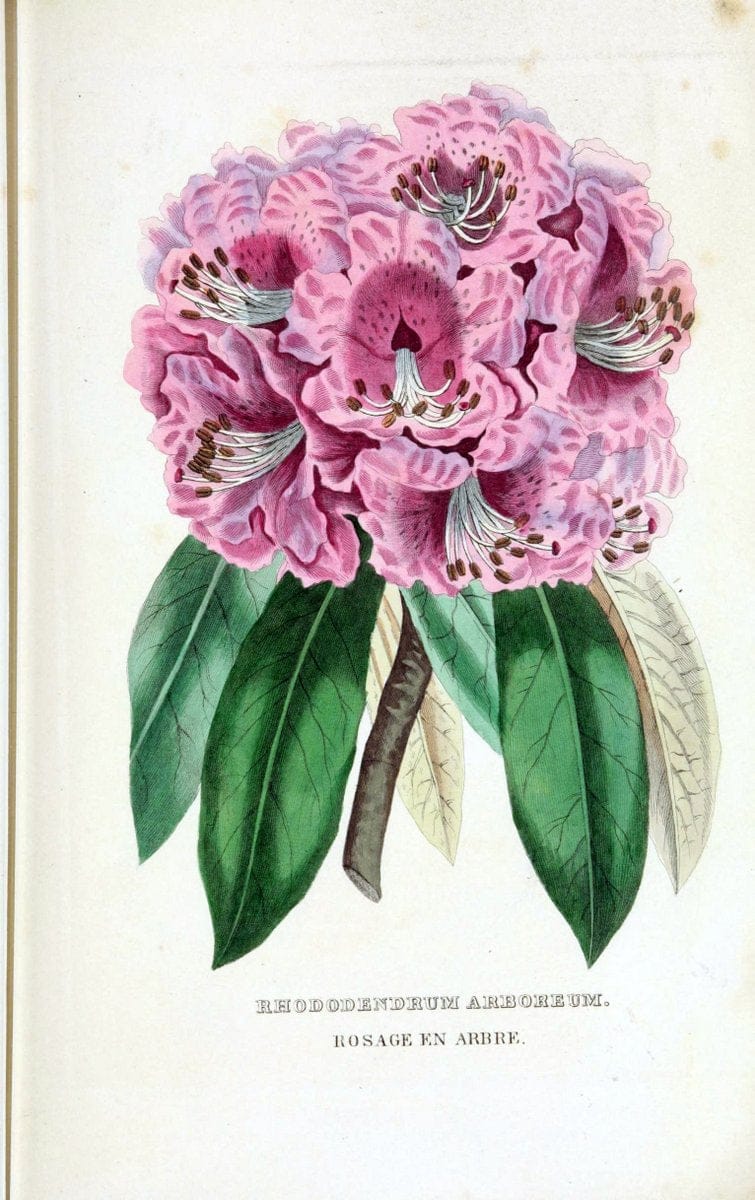Dragable Image