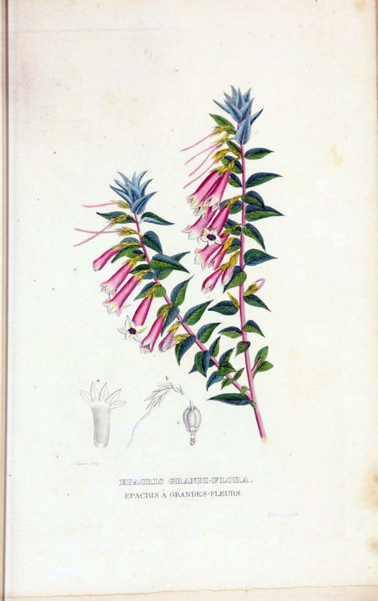 Dictionnaire classique des sciences naturelles :.Brussels :Meline, Cans et Ce.,1853.  | Dictionaries "Natural history" "Cornell University Library" | Vintage Print Reproduction 469268