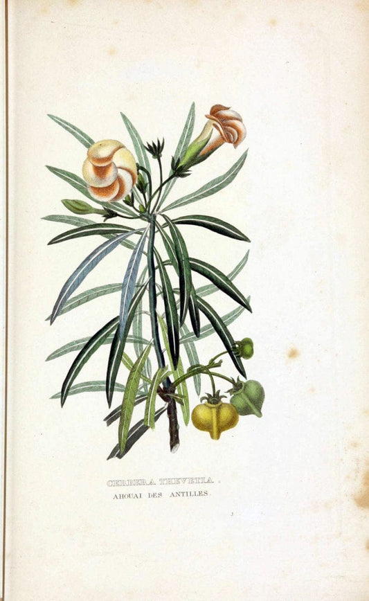 Dictionnaire classique des sciences naturelles :.Brussels :Meline, Cans et Ce.,1853.  | Dictionaries "Natural history" "Cornell University Library" | Vintage Print Reproduction 469269