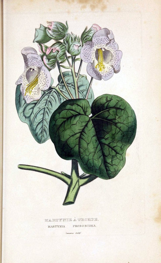 Dictionnaire classique des sciences naturelles :.Brussels :Meline, Cans et Ce.,1853.  | Dictionaries "Natural history" "Cornell University Library" | Vintage Print Reproduction 469270