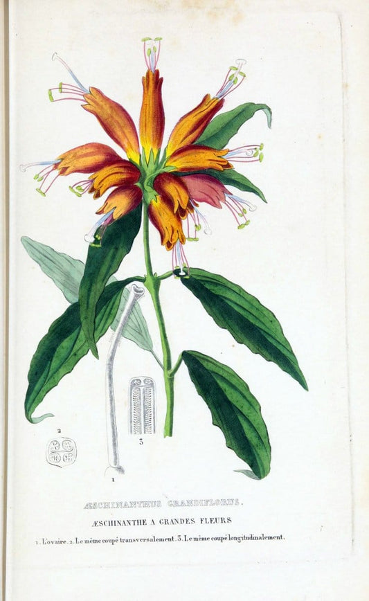 Dictionnaire classique des sciences naturelles :.Brussels :Meline, Cans et Ce.,1853.  | Dictionaries "Natural history" "Cornell University Library" | Vintage Print Reproduction 469271