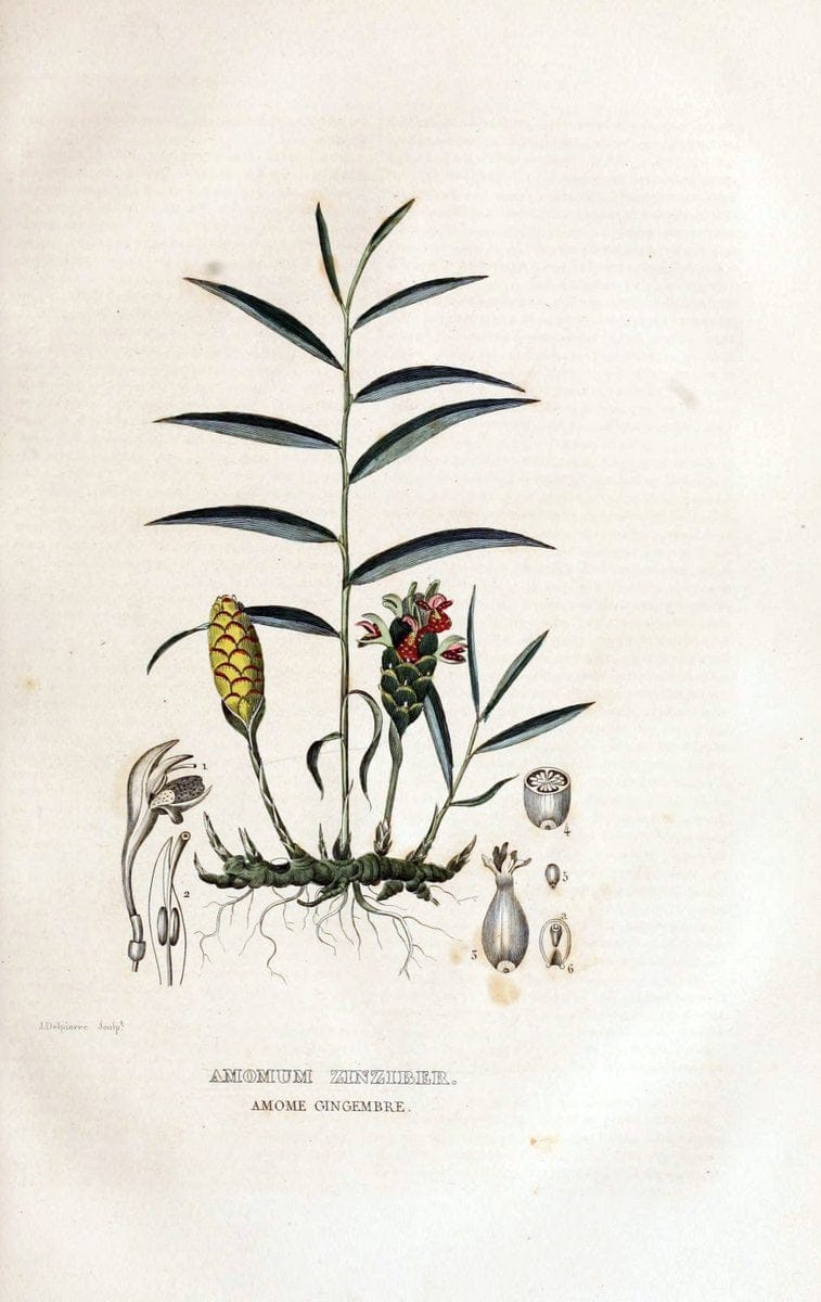 Dictionnaire classique des sciences naturelles :.Brussels :Meline, Cans et Ce.,1853.  | Dictionaries "Natural history"  | Vintage Print Reproduction 469272