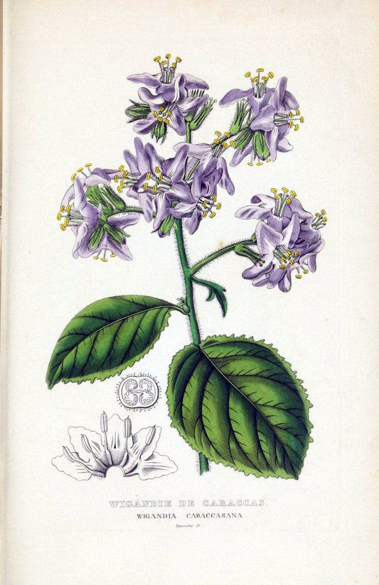 Dictionnaire classique des sciences naturelles :.Brussels :Meline, Cans et Ce.,1853.  | Dictionaries "Natural history" "Cornell University Library" | Vintage Print Reproduction 469273